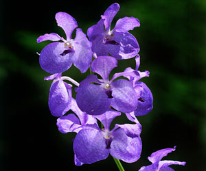 Fah Mui, the University flower