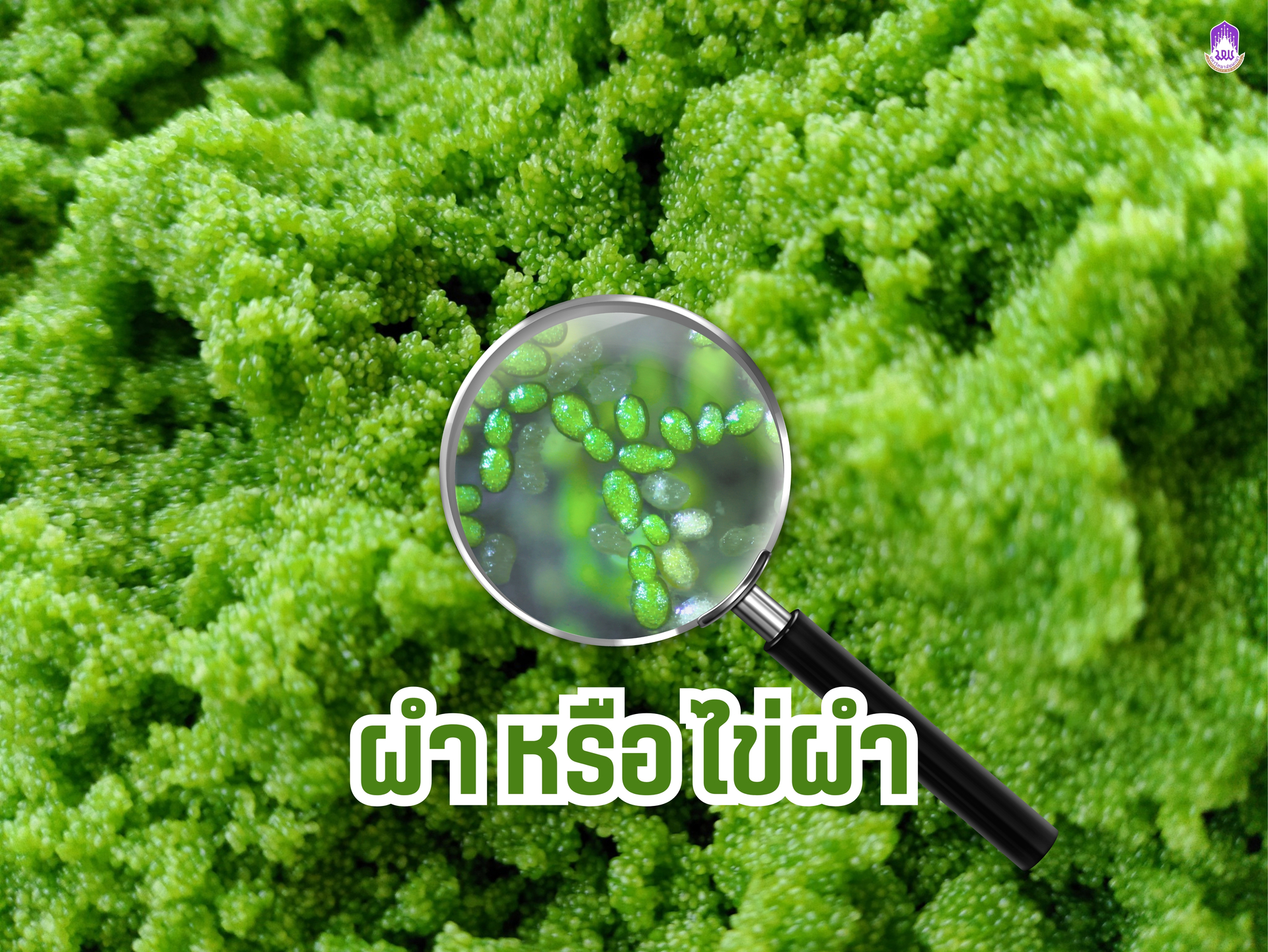ภาพประกอบผำ