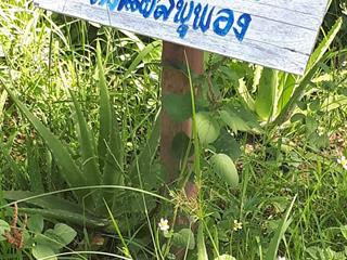 คณะวิทยาศาสตร์การแพทย์,มหาวิทยาลัยพะเยา,ลงพื้นที่จัดโครงการสืบสานภูมิปัญญาท้องถิ่นด้านสมุนไพรในอำเภอดอกคำใต้