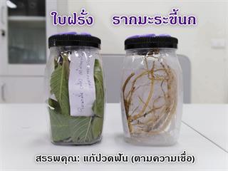 คณะทันตแพทยศาสตร์,ลงพื้นที่หมู่,6,วัดแม่กาไร่,โครงการวิจัยปฏิบัติการอย่างมีส่วนร่วม,