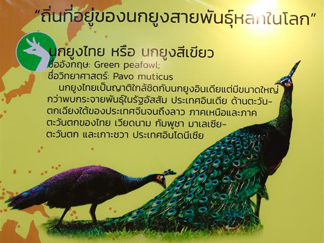 มหาวิทยาลัยพะเยา,ร่วมกับสำนักงานสภาพัฒนาการเศรษฐกิจและสังคมแห่งชาติ,ผลักดันพะเยาเป็นเมืองนกยูงไทยระดับโลก,เพื่อพัฒนาล้านนาตะวันออกสู่การท่องเที่ยวเศรษฐกิจสร้างสรรค์