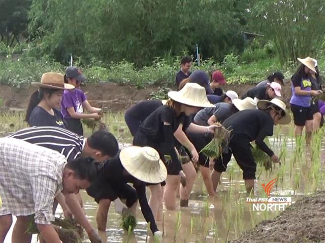 อาจารย์และนักศึกษา,คณะเกษตรศาสตร์และทรัพยากรธรรมชาติ,ม.พะเยา,ลงแขกดำนา,เพื่อเรียนรู้การปลูกข้าว,จากประสบการณ์จริง,เสริมสร้างประสบการณ์ที่ดี,เพื่อนำไปต่อยอดใช้ในชีวิตจริงและร่วมอนุรักษ์ประเพณีที่ดีงามเอาไว้