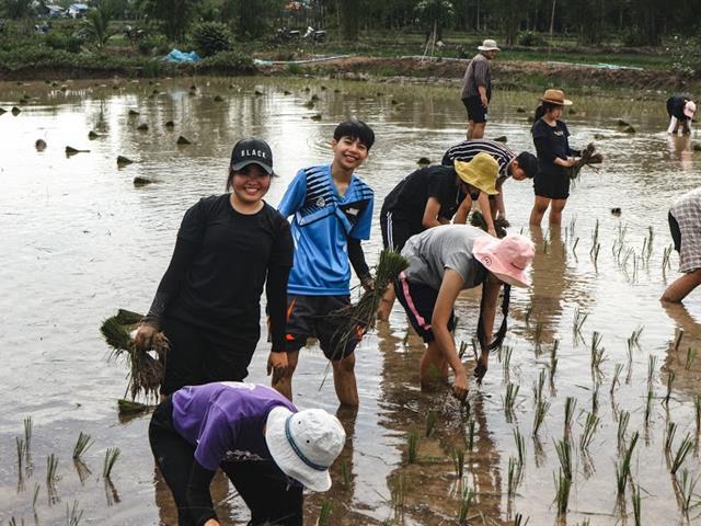 อาจารย์และนักศึกษา,คณะเกษตรศาสตร์และทรัพยากรธรรมชาติ,ม.พะเยา,ลงแขกดำนา,เพื่อเรียนรู้การปลูกข้าว,จากประสบการณ์จริง,เสริมสร้างประสบการณ์ที่ดี,เพื่อนำไปต่อยอดใช้ในชีวิตจริงและร่วมอนุรักษ์ประเพณีที่ดีงามเอาไว้