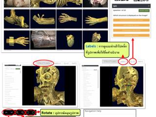  4D Interactive Anatomy