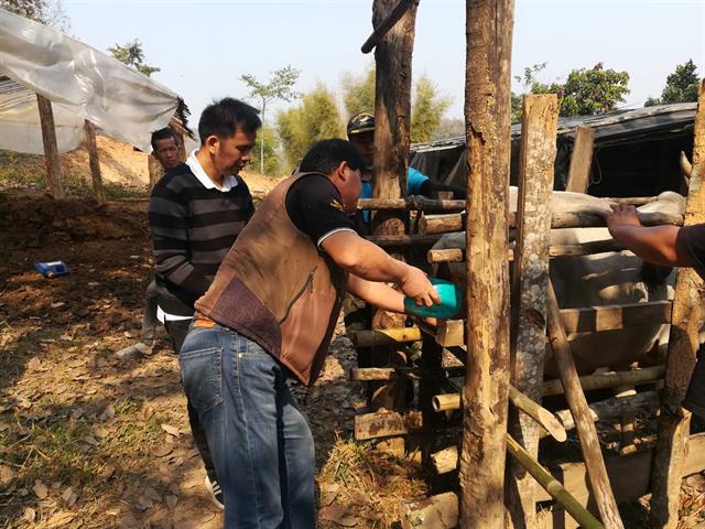 คณะเกษตรศาสตร์และทรัพยากรธรรมชาติ มหาวิทยาลัยพะเยา ร่วมกับศูนย์บำรุงพันธุ์สัตว์จังหวัดพะเยา และสำนักงานปศุสัตว์อำเภอเมืองเชียงราย ออกตรวจระบบสืบพันธุ์ และสอดฮอร์โมนเพื่อเหนี่ยวยำการเป็นสัดให้แม่โค ของสมาชิกกลุ่มวิสาหกิจชุมชนคนเลี้ยงวัวอ่างห้วยเอี้ยง