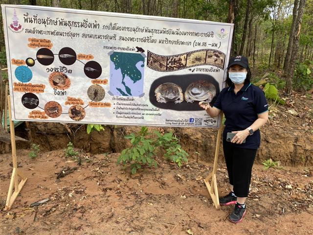มพ. ปล่อยอึ่งเพ้า คืนสู่ธรรมชาติ พร้อมอนุรักษ์และส่งเสริมการแพร่พันธุ์ของอึ่งเพ้าในพื้นที่ ชุ่มน้ำ รอบมหาวิทยาลัยและชุมชน