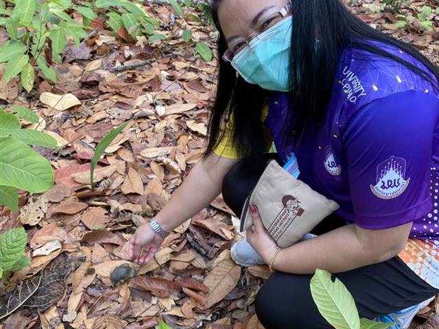 มพ. ปล่อยอึ่งเพ้า คืนสู่ธรรมชาติ พร้อมอนุรักษ์และส่งเสริมการแพร่พันธุ์ของอึ่งเพ้าในพื้นที่ ชุ่มน้ำ รอบมหาวิทยาลัยและชุมชน
