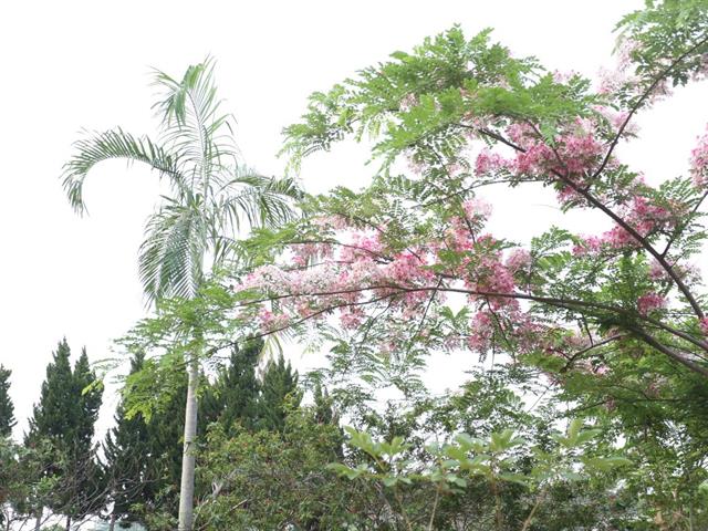 อธิการบดีมหาวิทยาลัยพะเยา นำทีมสำรวจป่าศึกษาธรรมชาติ  เรียนรู้คู่ชุมชน อนาคตสร้างสวนศึกษาพันธุ์ไม้และสมุนไพร