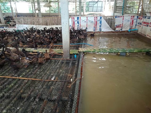 คณะเกษตรศาสตร์และทรัพยากรธรรมชาติ ม.พะเยา จัดการอบรมเกษตรกรใน "โครงการถ่ายทอดเทคโนโลยีด้านการผลิตอาหารสัตว์ต้นทุนต่ำเพื่อเลี้ยงโคเนื้อในรูปแบบที่เหมาะสมต่อการผลิตในระดับศูนย์อาหารสัตว์ของชุมชน"