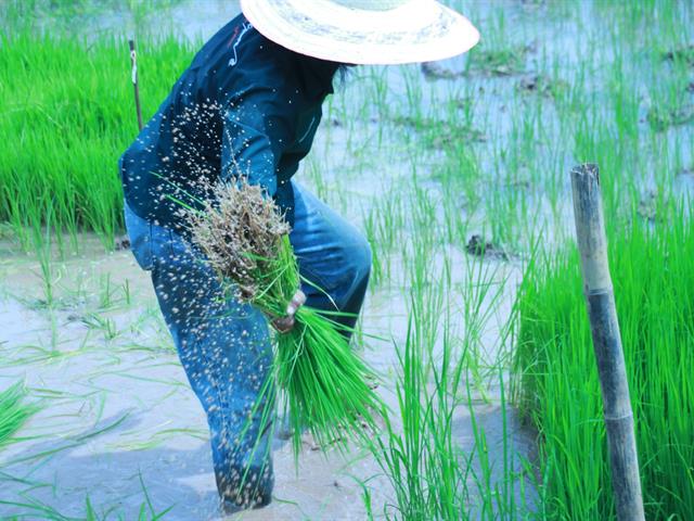 ปลูกข้าววันแม่  สืบสานข้าวไทยด้วยการดำนา