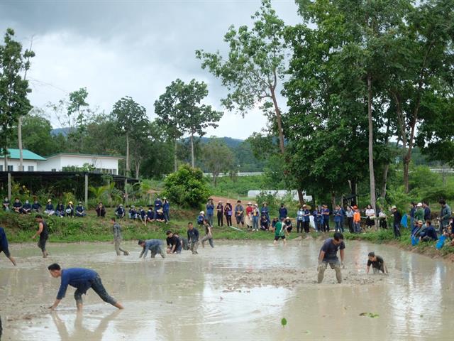 ปลูกข้าววันแม่  สืบสานข้าวไทยด้วยการดำนา