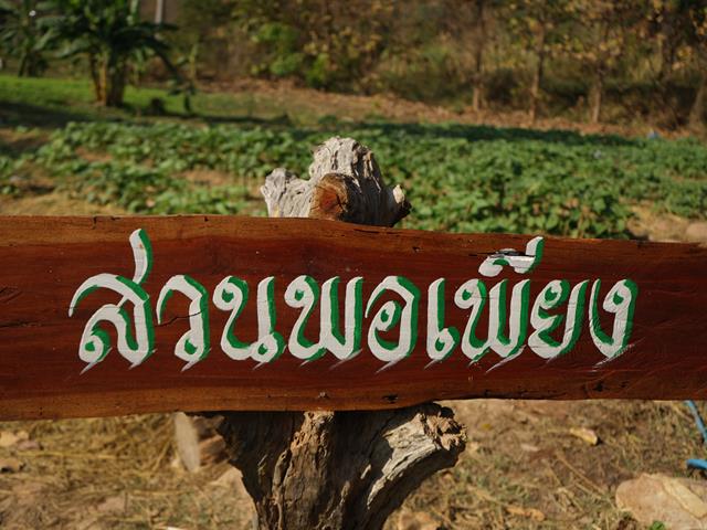 นักเรียนปฏิบิการปลุกพืชผักสวนครัว