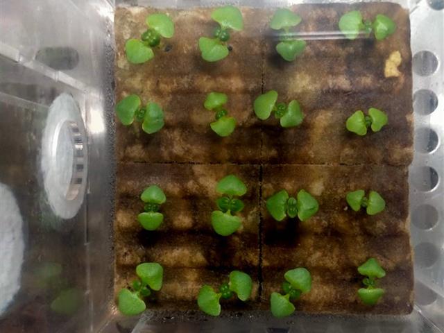 โครงการ ASIAN HERB IN SPACE ปลูกโหระพา สู่อวกาศ