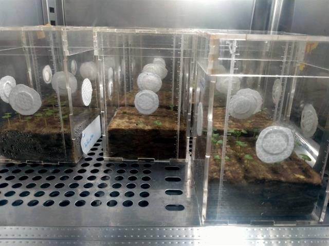 โครงการ ASIAN HERB IN SPACE ปลูกโหระพา สู่อวกาศ