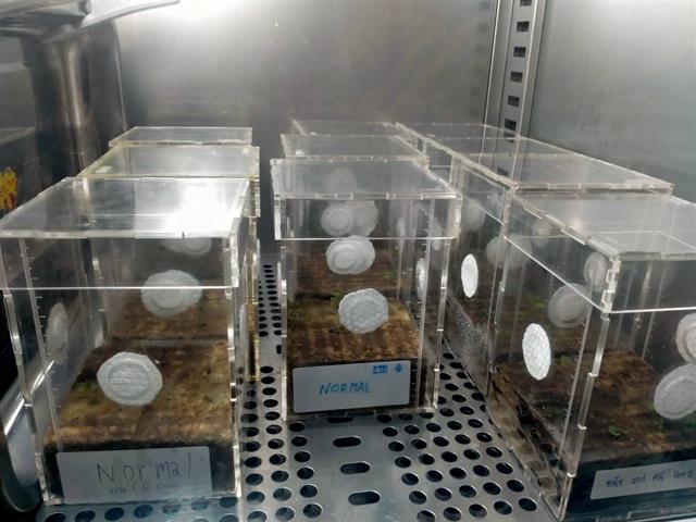 โครงการ ASIAN HERB IN SPACE ปลูกโหระพา สู่อวกาศ