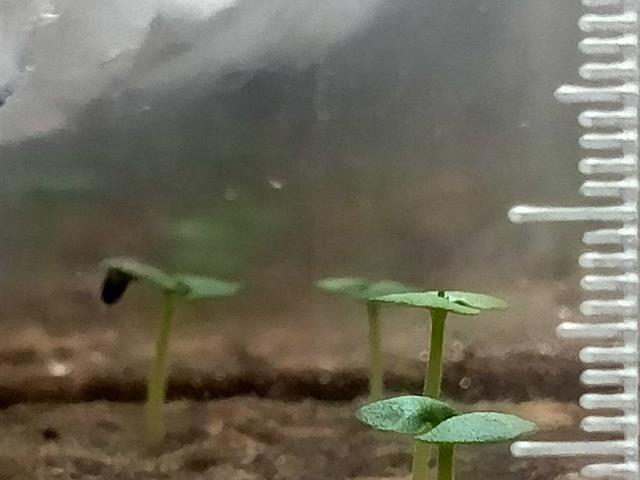 โครงการ ASIAN HERB IN SPACE ปลูกโหระพา สู่อวกาศ