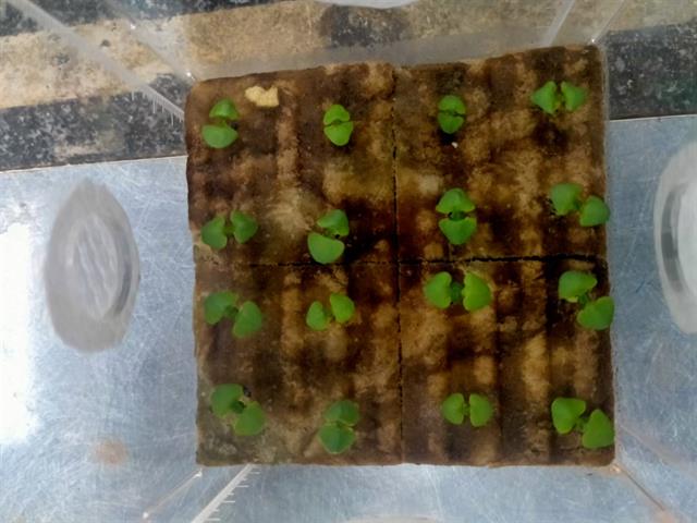 โครงการ ASIAN HERB IN SPACE ปลูกโหระพา สู่อวกาศ
