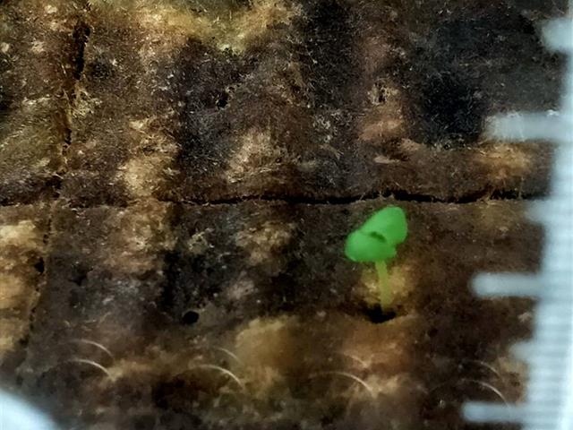 โครงการ ASIAN HERB IN SPACE ปลูกโหระพา สู่อวกาศ