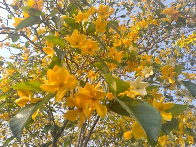 เปิดเส้นทางธรรมชาติสวนป่าต้นคำมอกหลวง
