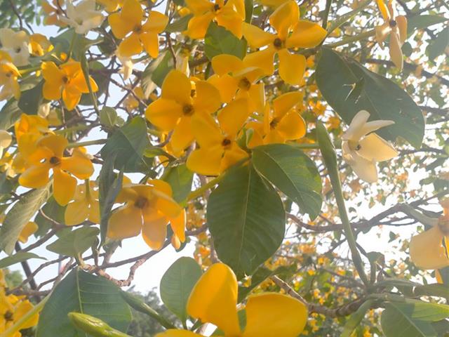เปิดเส้นทางธรรมชาติสวนป่าต้นคำมอกหลวง