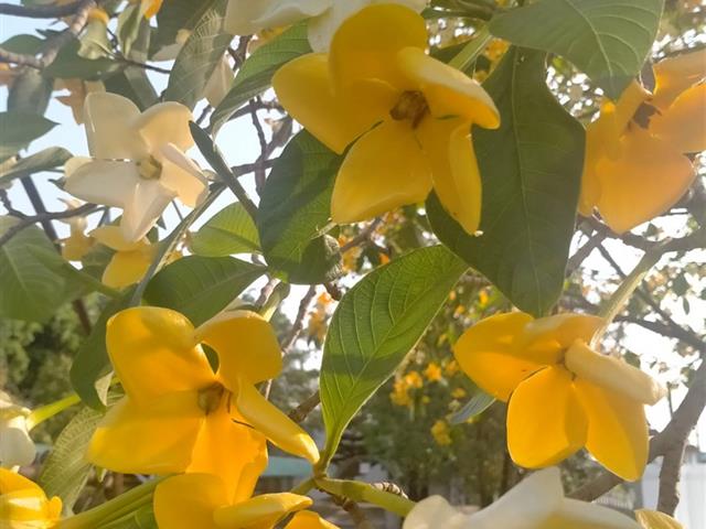 เปิดเส้นทางธรรมชาติสวนป่าต้นคำมอกหลวง