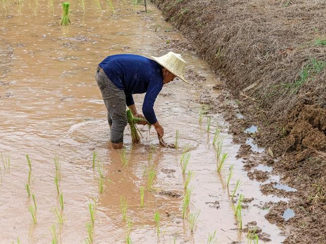 ม.พะเยาปลูกข้าว ศูนย์การเรียนรู้เศรษฐกิจพอเพียง