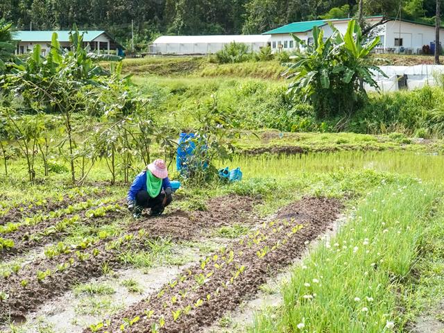 คณะเกษตร ฯ ม.พะเยา “ศูนย์การเรียนรู้เศรษฐกิจพอเพียง”  สร้าง Smart Agriculture
