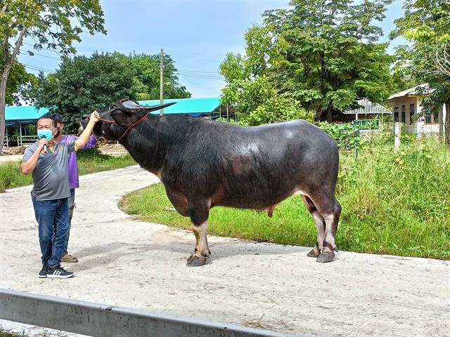 เร่งสร้างเครือข่าย " การผลิตกระบือคุณภาพ เพื่อการค้าภายในและต่างประเทศ " งานวิจัย และบริการวิชาการเพื่อชุมชน โดยคณะเกษตรศาสตร์ ม.พะเยา