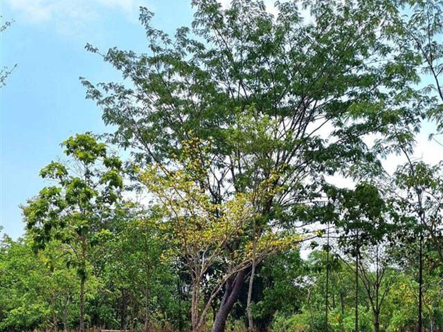 สวนป่าต้นคำมอกหลวง