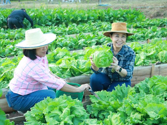 ตลาดส่งเสริมศิลปวัฒนธรรม "กาดก้อม กินอยู่ วิถี ล้านนา และมินิเกษตรแฟร์ เปิดกาดผักเกษตร Fresh Farm" ณ ศูนย์การเรียนรู้เศรษฐกิจพอเพียง มหาวิทยาลัยพะเยา