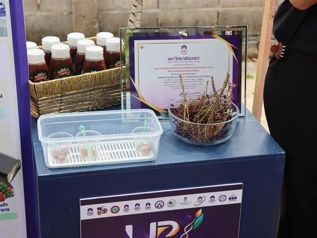 Planning Division, University of Phayao, Joins “Three-Generation Health Fair: Connecting Mae Sai Community” to Promote Societal Well-being