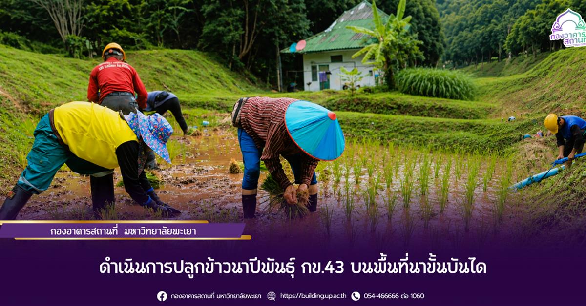 กองอาคารสถานที่ มหาวิทยาลัยพะเยา ดำเนินการปลูกข้าวนาปีพันธุ์ กข.43 บนพื้นที่นาขั้นบันได 