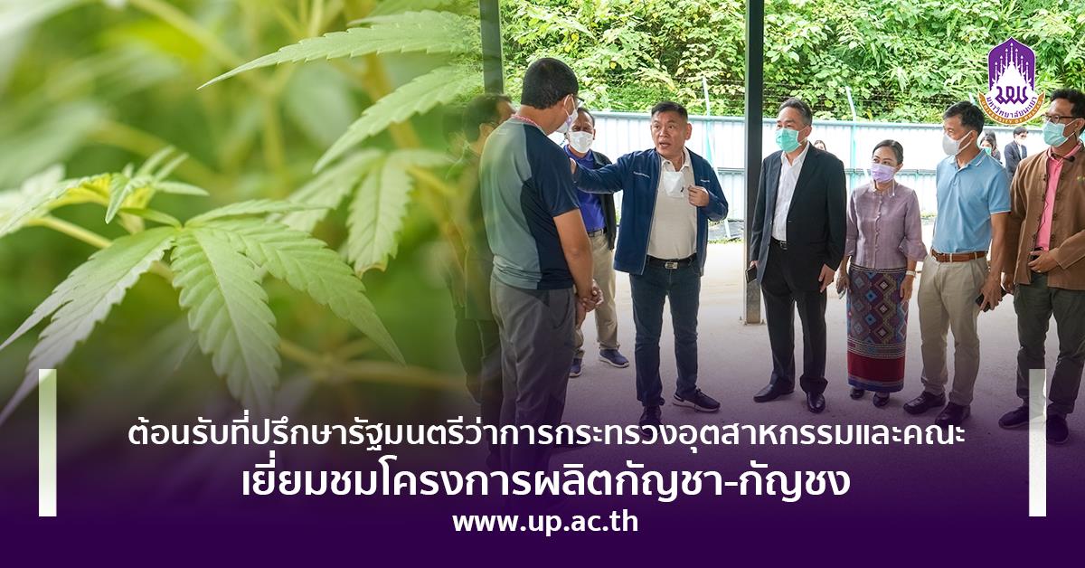ม.พะเยา ต้อนรับที่ปรึกษารัฐมนตรีว่าการกระทรวงอุตสาหกรรมและคณะ เยี่ยมชมโครงการผลิตกัญชา-กัญชง ในรูปแบบอุตสาหกรรมแบบครบวงจร โครงการผลิตกัญชา-กัญชง