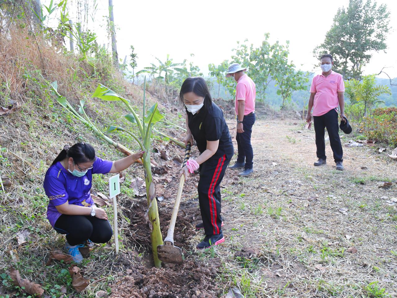 The president of University of Phayao leads the administrator teams, professors and other authorities to participate in planting banana tree for preventing the forest fire อธิการบดีมหาวิทยาลัยพะเยา นำทีมผู้บริหาร คณาจารย์ และเจ้าหน้าที่ ปลูกต้นกล้วยเพื่อทำแนวป้องกันไฟป่า