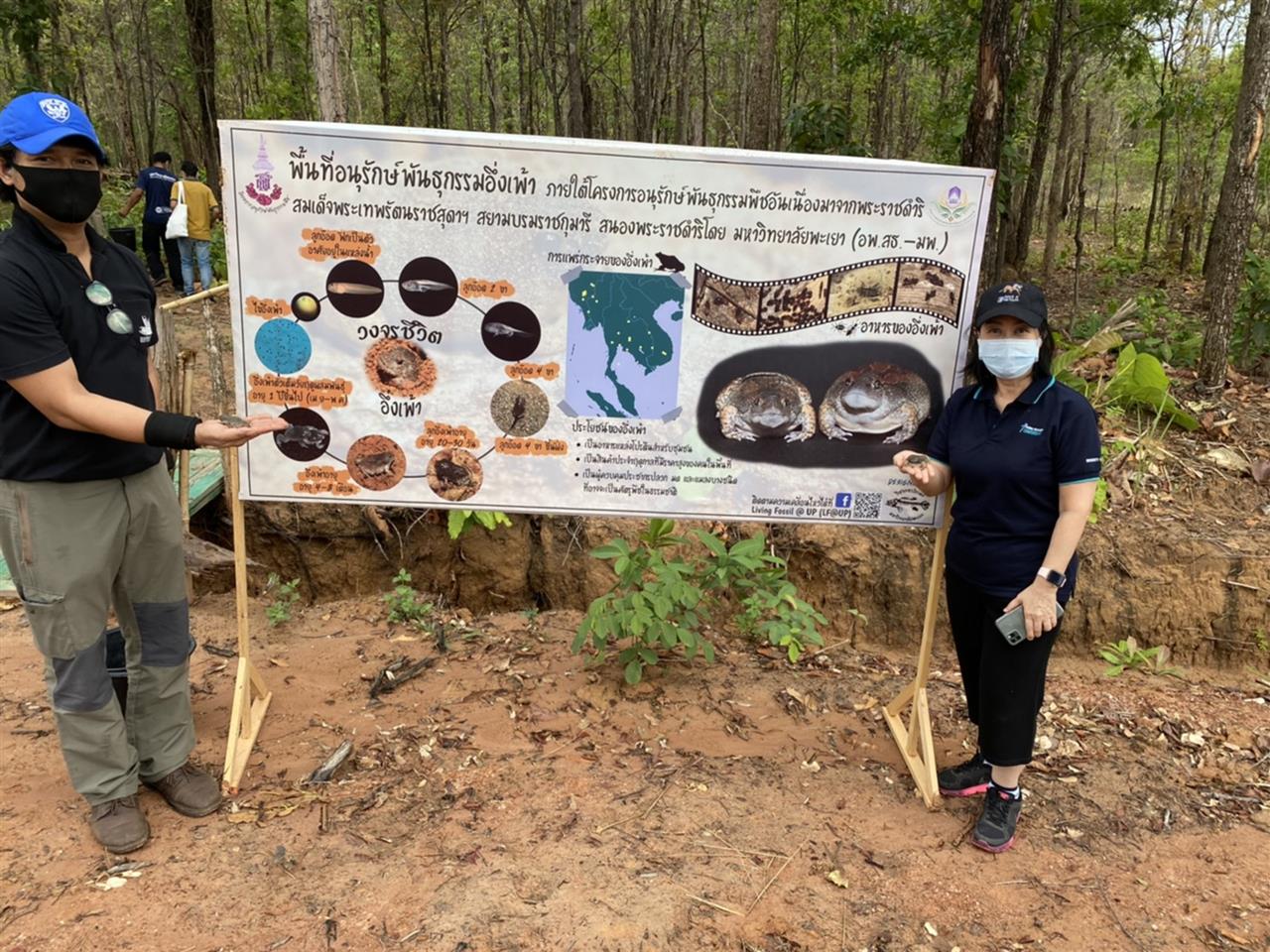 อธิการบดีมหาวิทยาลัยพะเยา ลงพื้นที่เยี่ยมชมศูนย์ศึกษาเศรษฐกิจพอเพียง ฯ พร้อมปล่อยอึ่งเพ้าคืนสู่ธรรมชาติ เพื่ออนุรักษ์และส่งเสริมการแพร่พันธุ์ของอึ่งเพ้าในพื้นที่ ชุ่มน้ำรอบมหาวิทยาลัยและชุมชน