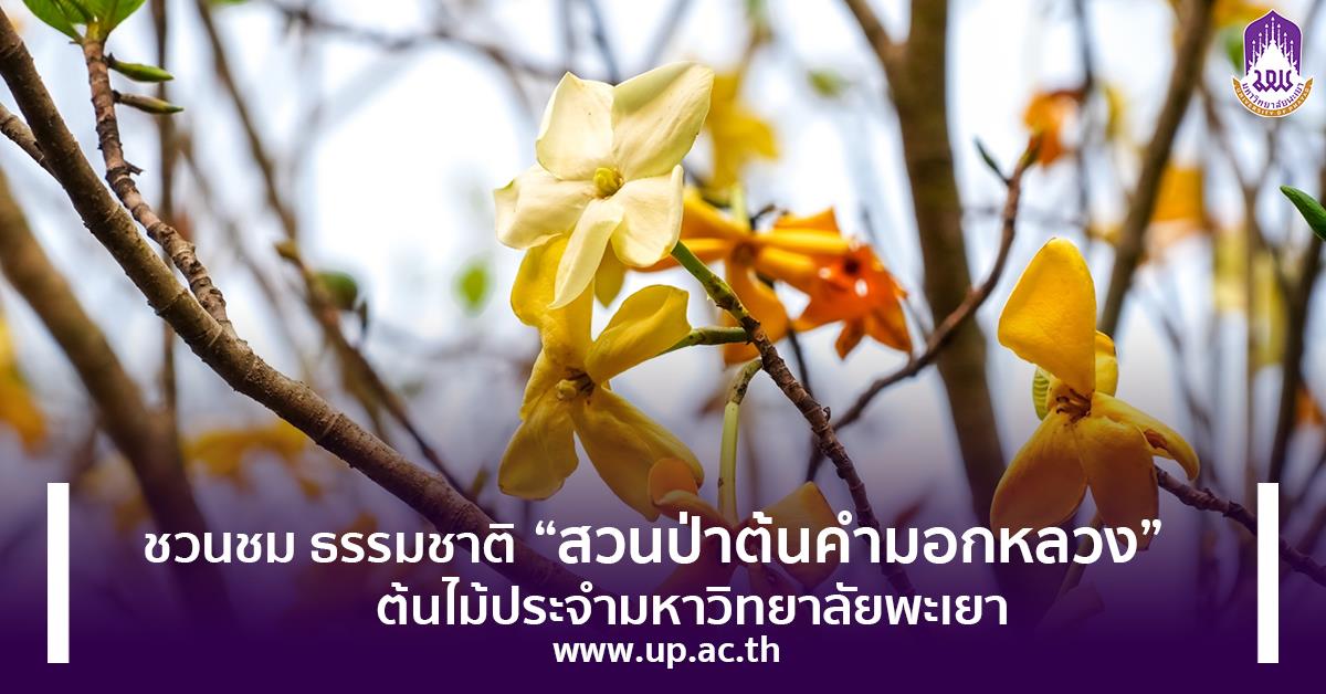ชวนชม ธรรมชาติ “สวนป่าต้นคำมอกหลวง” ต้นไม้ประจำมหาวิทยาลัยพะเยา สวนป่าต้นคำมอกหลวง