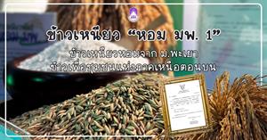 ข้าวเหนียว “หอม มพ. 1” ข้าวเหนียวหอมจาก ม.พะเยา ข้าวเพื่อชุมชนแห่งภาคเหนือตอนบน > </a><div style=