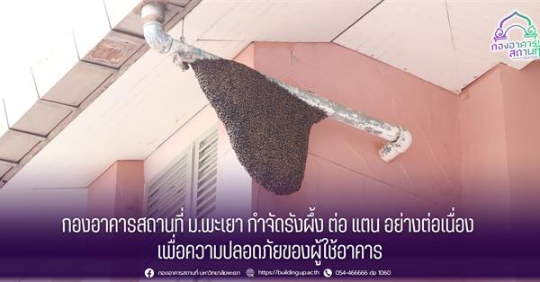 กองอาคารสถานที่ ม.พะเยา กำจัดรังผึ้ง ต่อ แตน อย่างต่อเนื่อง เพื่อความปลอดภัยของผู้ใช้อาคาร