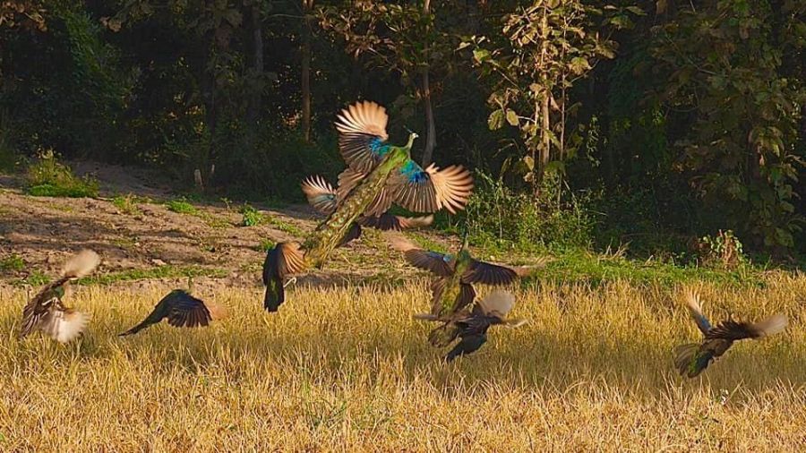 thai green peafowl 