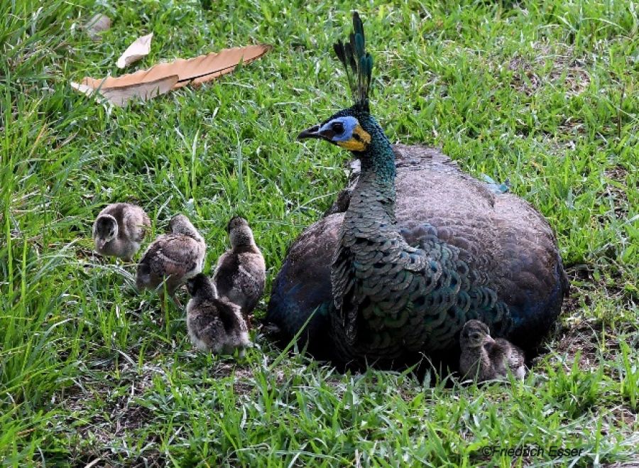 thai green peafowl 